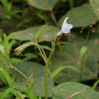 Bonnaya antipoda (L.) Druce